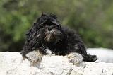 LHASSA APSO 032